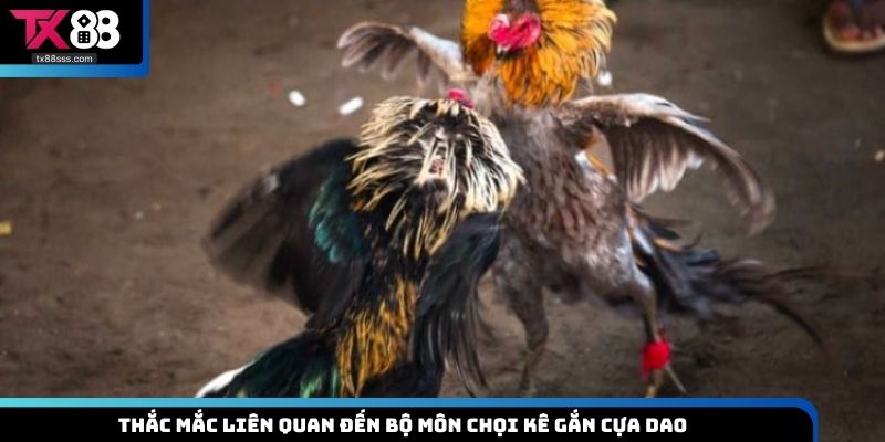 Thắc mắc liên quan đến bộ môn chọi kê gắn cựa dao